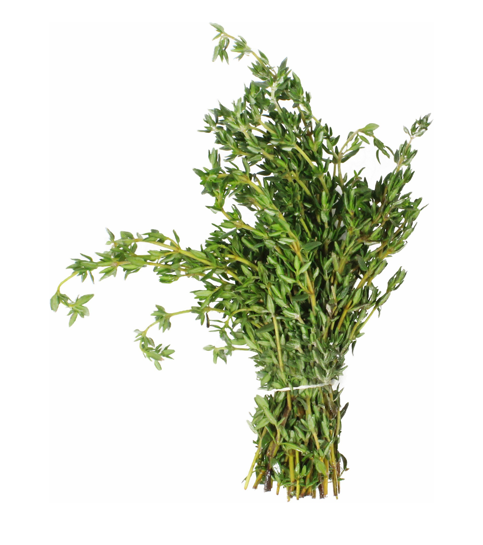 Best Essential Oils for Snoring >